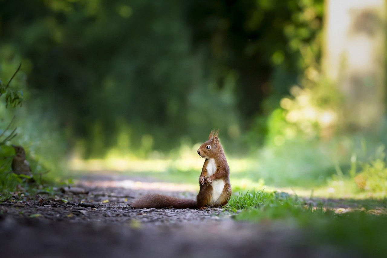 squirrel, nature, cute